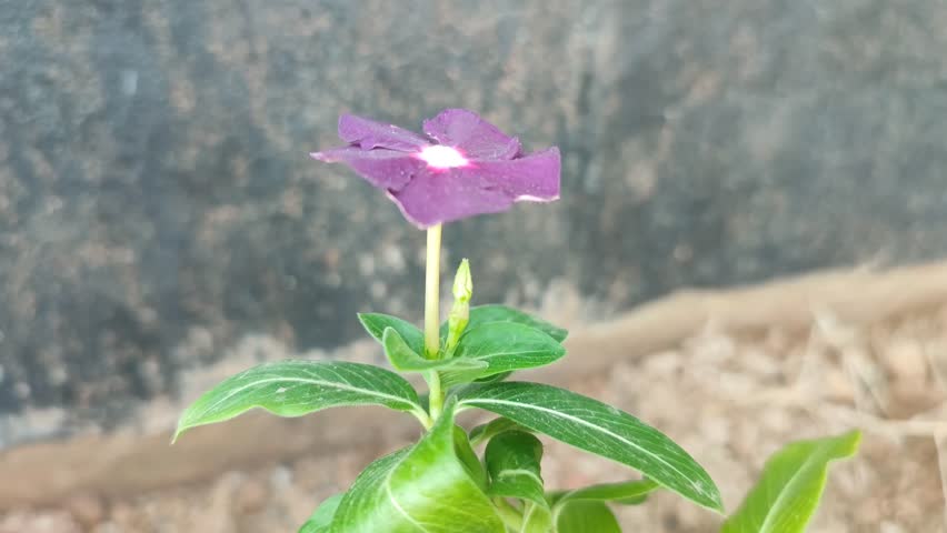 Catharanthus roseus plant with purple flower