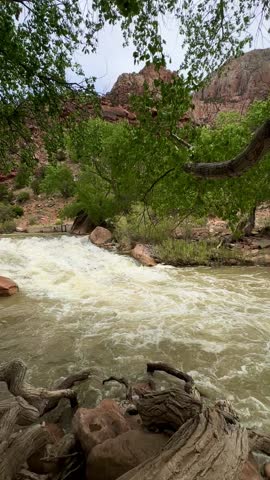 Swirling Rapids and River Under Tree (Zion National Park, Utah, USA)