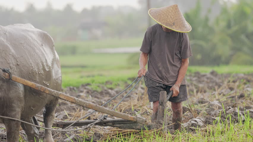Rice farmer in southeast asia plowing paddy field with working water buffalo