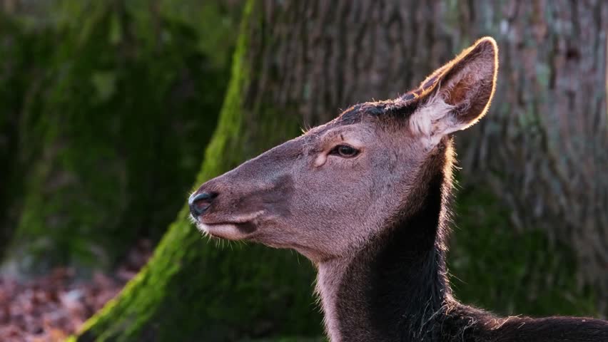 Wild deer with alert expression, showcasing its graceful head and antlers in natural habitat.
