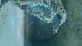 Animation of globe with statistics and data processing over penguins. Global warming, climate change, environment, sustainability and data processing concept digitally generated video. - Powered by Shutterstock - Get 15% off with code: PIKWIZARD15