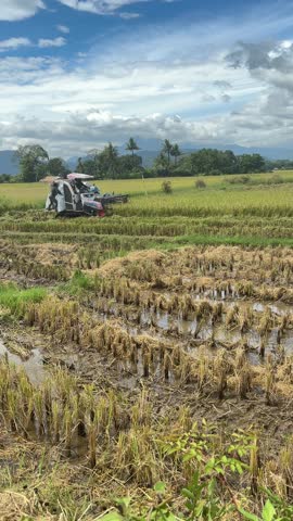 August 2, 2025, Sulawesi, Indonesia. Rice harvesting by car in the village