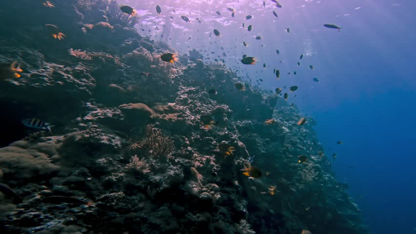 Tropical Fishes of Coral Reef Swimming Together in Blue Water of Deep Ocean. Beautiful View of Sea Bottom and Different Plants Growing on Rocks. Underwater Nature and Healthy Life of Marine Animals