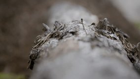 Close-up of rugged tree bark with pine needles a horde of small ants crawling. Focusing on texture and detail on the log leading into anthill - Powered by Shutterstock - Get 15% off with code: PIKWIZARD15