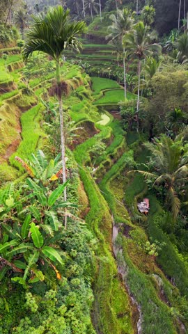 Aerial vertical video shows Bali’s Tegalalang rice terraces with emerald green steps framed by tall palm trees and dense vegetation creating a stunning cultural and natural landscape.