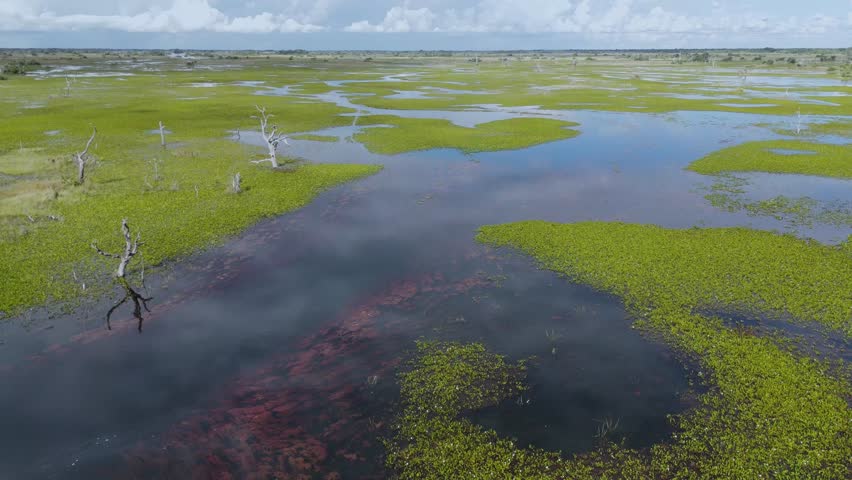 The Pantanal is considered the largest wetlands in the world.