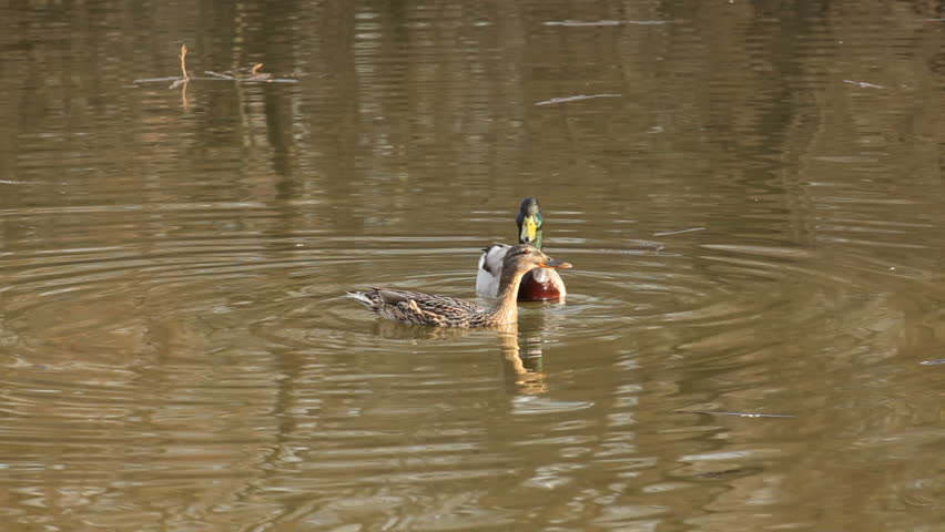Paired mallard ducks in the lake