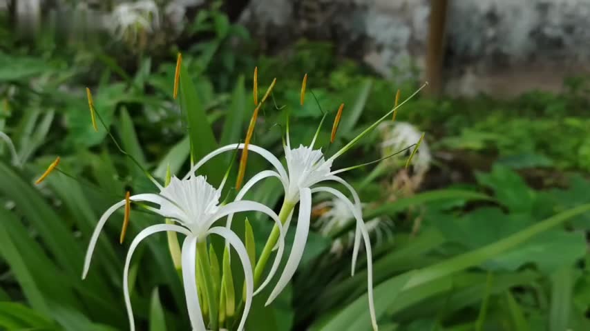 Beach spider Lily flower blooming with clear white and yellow colour petals at the garden, with green leaves as background.