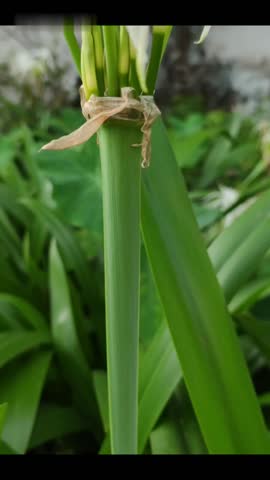 Beach spider Lily flower blooming with clear white and yellow colour petals at the garden, with green leaves as background.