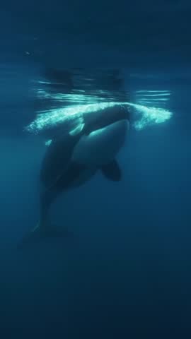 Orca whale in the sea