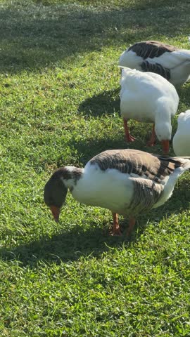 The adorable geese at a farm