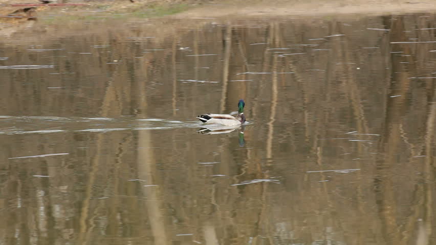 Mallard in the lake