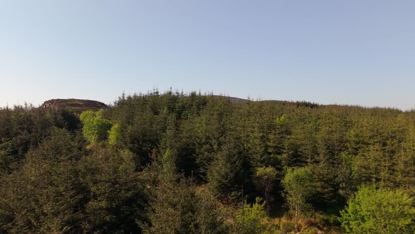Lush forests in County Louth near Dundalk, Ireland, serene and expansive