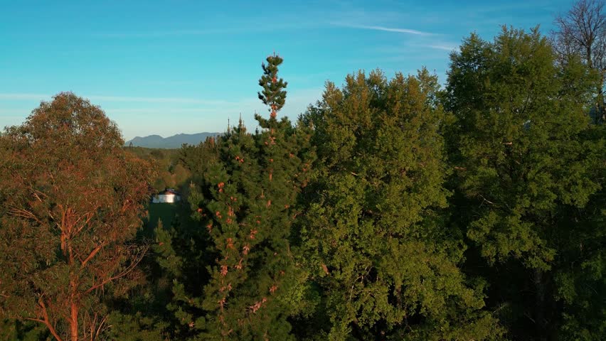 Ascending drone shot through sunlit trees that opens to reveal a snow-capped villarrica volcano on the clear horizon at golden hour -Chile
