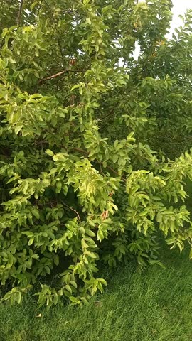Close-up video of a lush, dense patch of watercress (Nasturtium officinale) growing naturally in a sunlit field. The fresh green leaves and healthy stems showcase the thriving edible plant in its natu