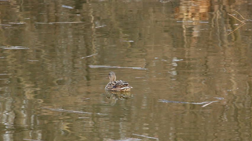 Female Mallard swimming in the water