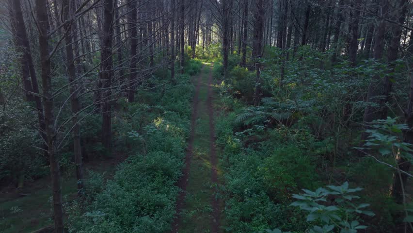 Aerial tracking shot of overgrown vehicle path through enchanting pine forest
