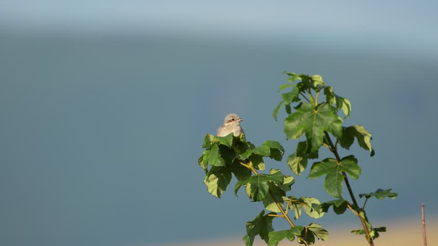Juvenile Red-backed Shrike aka Lanius collurio perched on a branch. Common bird in Czech republic.