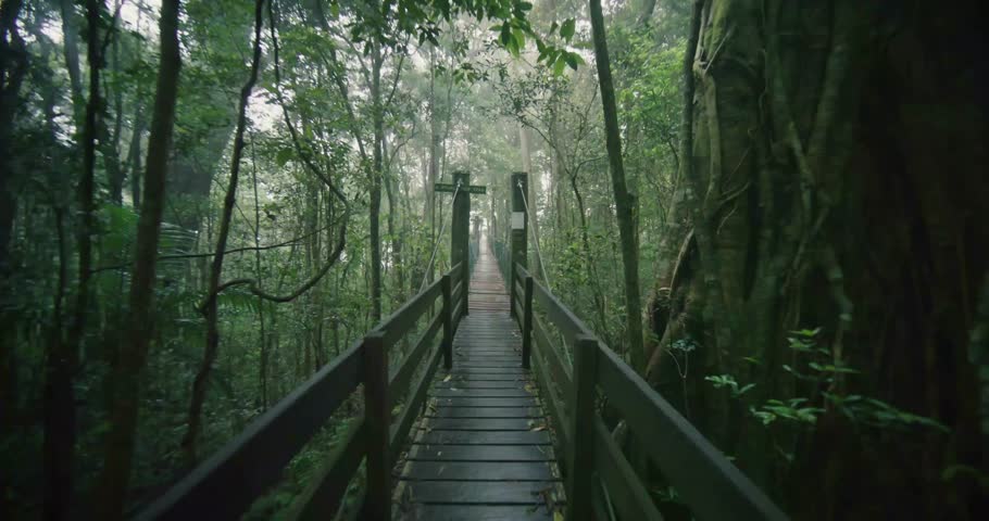Beautiful Lamington Rainforest in Australia with Dense Tropical Trees and Lush Green Foliage

