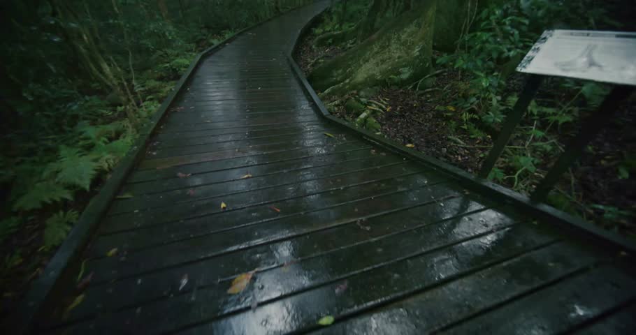 Scenic Lamington Rainforest in Australia Featuring Dense Tropical Trees and Lush Green Canopy