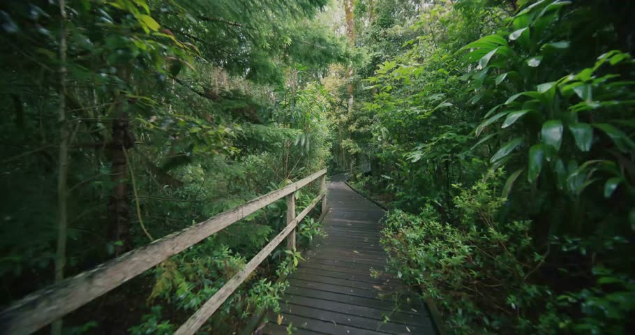 Scenic Lamington Rainforest in Australia Featuring Dense Tropical Trees and Lush Green Canopy