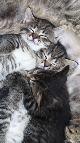 Three Striped Kittens Snuggling Up and Sleeping on Their Mom. Adorable Tabby Kittens Nestled Against Their Mother, Sleeping Soundly in a Warm Embrace
