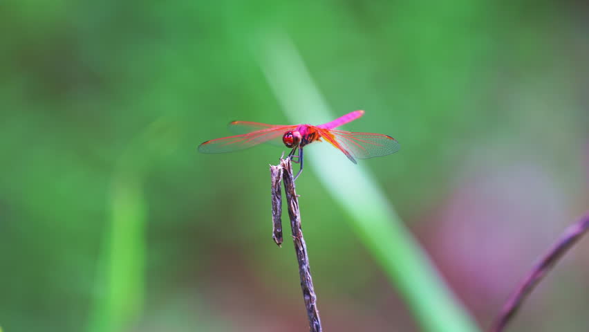 Slow motion shot of red dragonfly hovering above the twig and then sitting on twig Beautiful animal insect in the wild