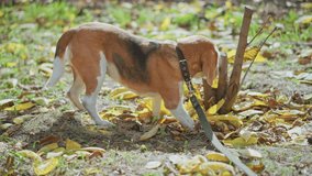close up of beagle on leash sniffing and eating fallen fruit amidst yellow leaves on ground near small tree trunk during autumn walk under cloudy sky capturing curious pet behaviour - Powered by Shutterstock - Get 15% off with code: PIKWIZARD15