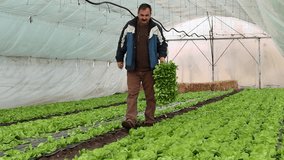 Elderly Vegetable Grower Carries Young Lettuce Seedlings and Walks Through the Greenhouse. A senior farmer crouches down, gently checking lettuce leaves growing beneath a polythene sheet. - Powered by Shutterstock - Get 15% off with code: PIKWIZARD15
