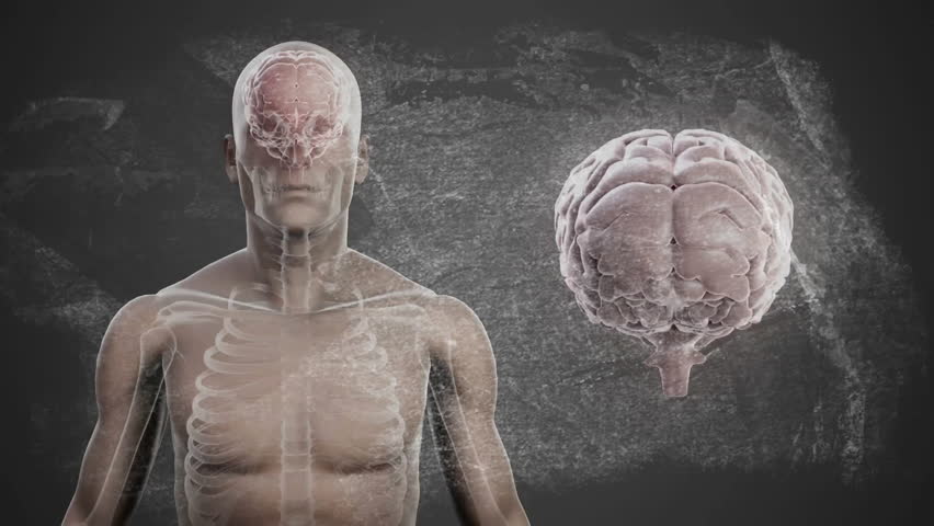 At start model rotating head, torso, chalkboard formulas fading brain adjusting showing anatomy. Anatomy, education, medical, 3d rendering, scientific, futuristic, research