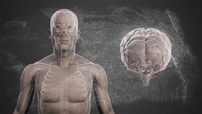 At start model rotating head, torso, chalkboard formulas fading brain adjusting showing anatomy. Anatomy, education, medical, 3d rendering, scientific, futuristic, research - Powered by Shutterstock - Get 15% off with code: PIKWIZARD15