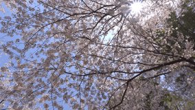 Cherry blossoms in full bloom with sunlight streaming in. - Powered by Shutterstock - Get 15% off with code: PIKWIZARD15