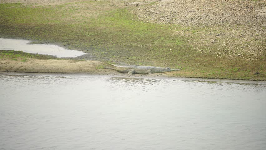 A gharial glides or rests in a calm river, showcasing its long snout and unique features. Captured in its natural wetland habitat, this footage highlights an endangered reptile species of South Asia.