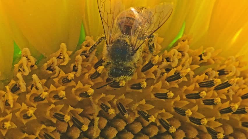 Extreme close-up of a bee collecting pollen on the pistils of a sunflower, body dusted with yellow grains.