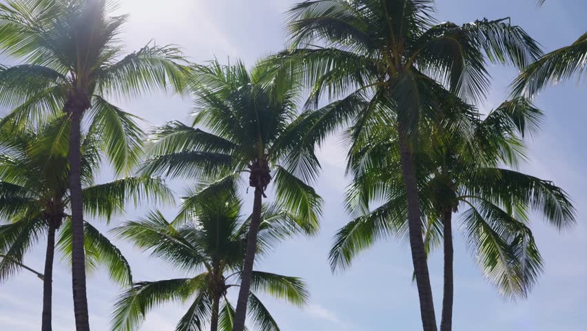 Green Palm trees gently moving in the breeze against a blue sky background on a sunny summers day.
