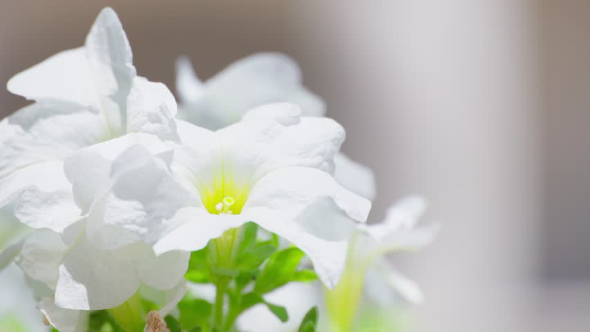 white flowers with a yellow inner core sway gently in the breeze. The flower is the main focus of the image, and it is the most beautiful part of the scene