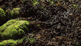 Detailed close-up of marine seaweed and bright green algae covering coastal rocks at low tide. Natural textures, moisture, and organic forms create a rich coastal nature scene. - Powered by Shutterstock - Get 15% off with code: PIKWIZARD15