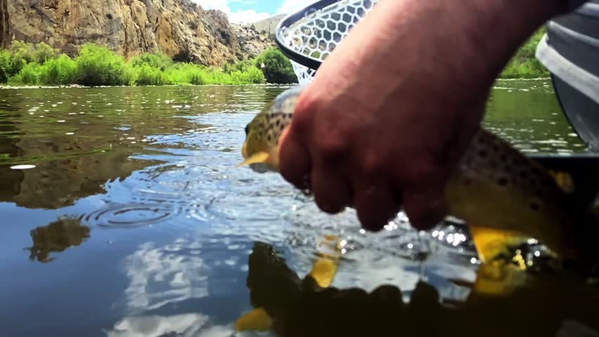 Angler releases a brown trout on the Big Hole river. Slow motion.