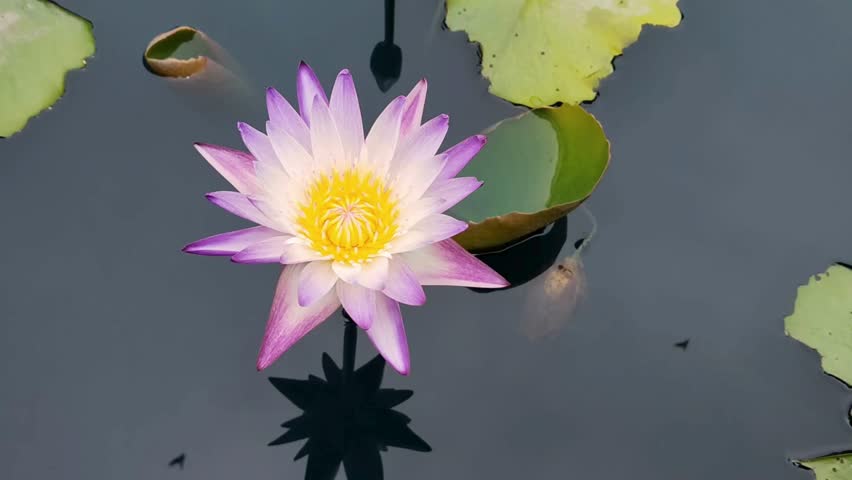 A purple lotus flower blooms, with a shadow on the surface and green leaves in the pond, natural background.