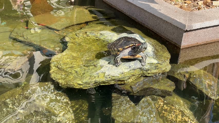 Turtle sunbathing on pond rock surrounded by water and sunlight reflections video