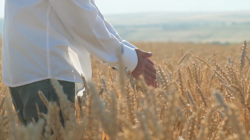 Young man in white shirt and jeans picks a wheat ear and rubs it between his palms in a field, checking ripeness to evaluate harvest timing and plan the upcoming grain harvest season.