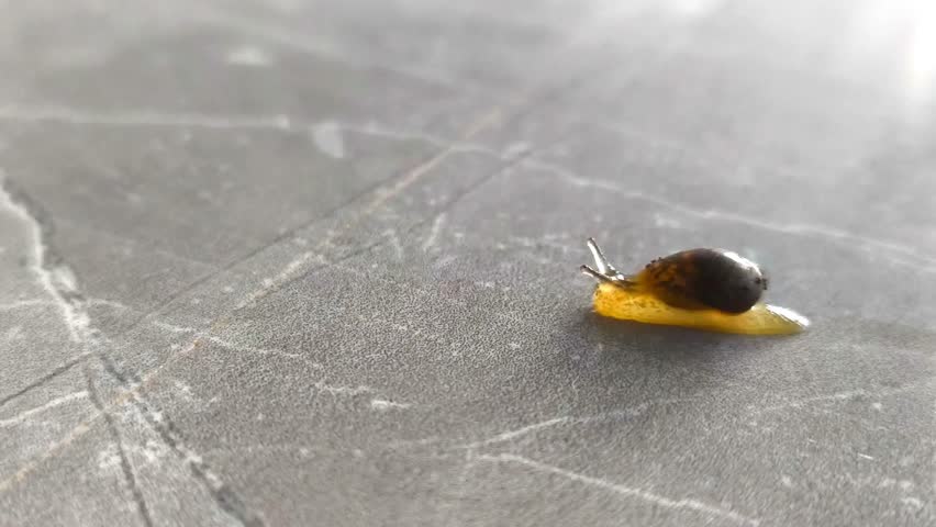 a little baby slug slowly moving forward and red ant hitting in the middle ways