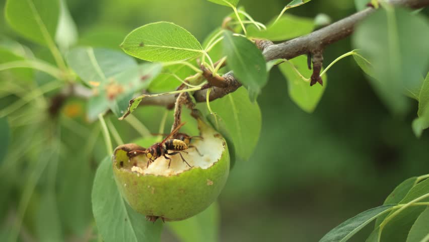 European hornet, Vespa crabro, eating pear