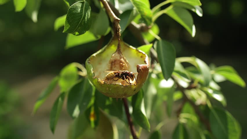 European hornet, Vespa crabro, eating pear
