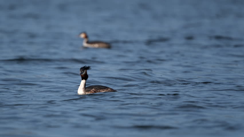 Amazing Great Crested Grebe Water Birds Floating On The Lake