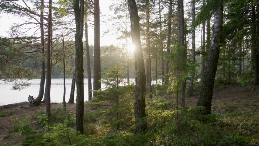 Backlit pine forest scene with scattered undergrowth and tree trunks, captured at golden hour beside a quiet lake with gentle sunlight filtering through the trees