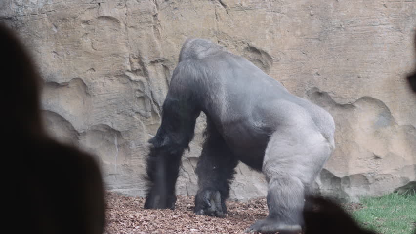 Gorilla walking slowly beside tall rock wall in enclosure at Bioparc Valencia, viewed through glass with silhouette of observer in foreground