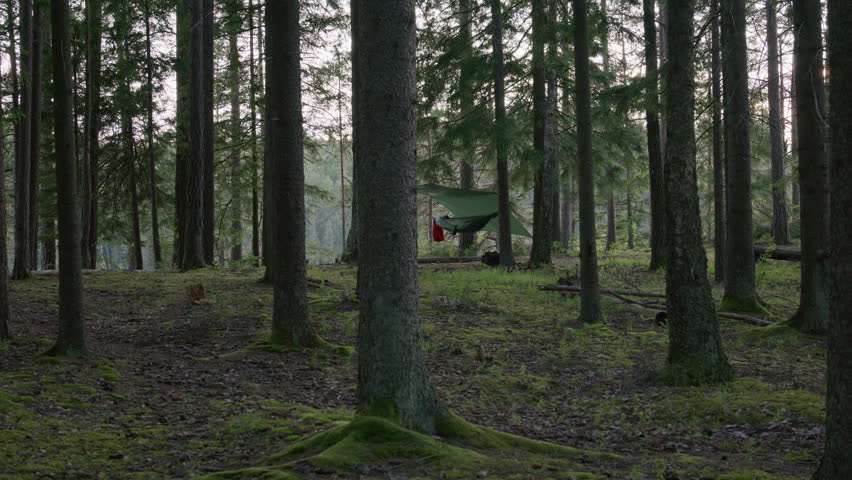 Wide forest view of a secluded hammock campsite with green tarp and backpack, nestled among moss-covered tree roots and trunks in a tranquil pine forest during soft daylight
