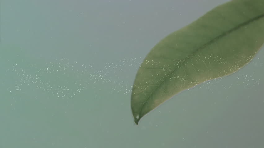 Green leaf entering sparking particles twisting into DNA helix, drop forming and falling for growth. Nature, molecular, science, technology, biomolecular, minimalistic, experimental