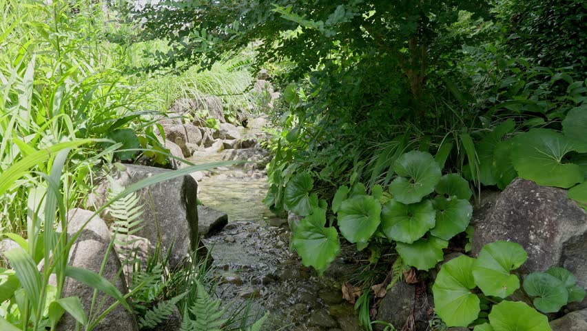 A peaceful, clear stream flows gently over river stones, bordered by lush green plants and trees, creating a tranquil natural landscape.
